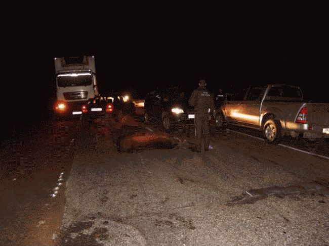 В Карелии три автомобиля попали в ДТП из-за лося
