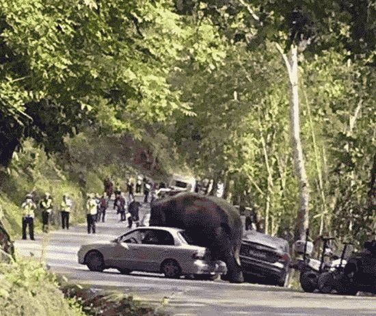 В Китае слониха из заповедника затоптала 15 автомобилей