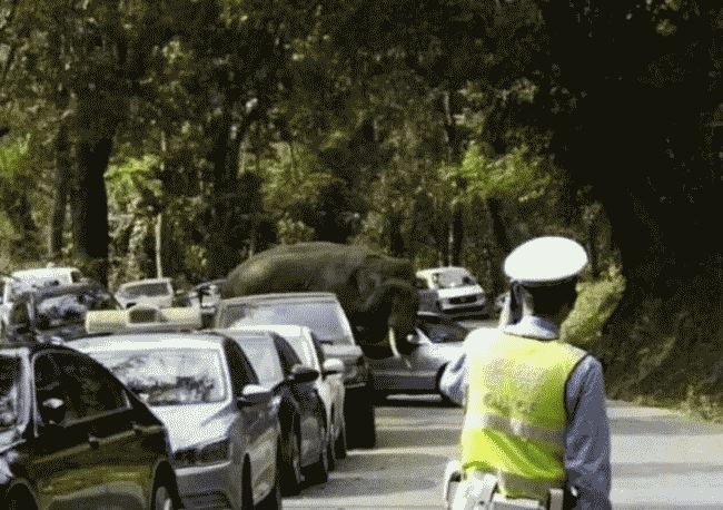 В Китае слониха из заповедника затоптала 15 автомобилей