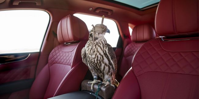 Mulliner создал особый Falconry Bentley Bentayga для соколиной охоты